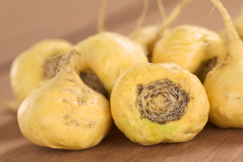 Fresh maca roots also known as Peruvian ginseng 