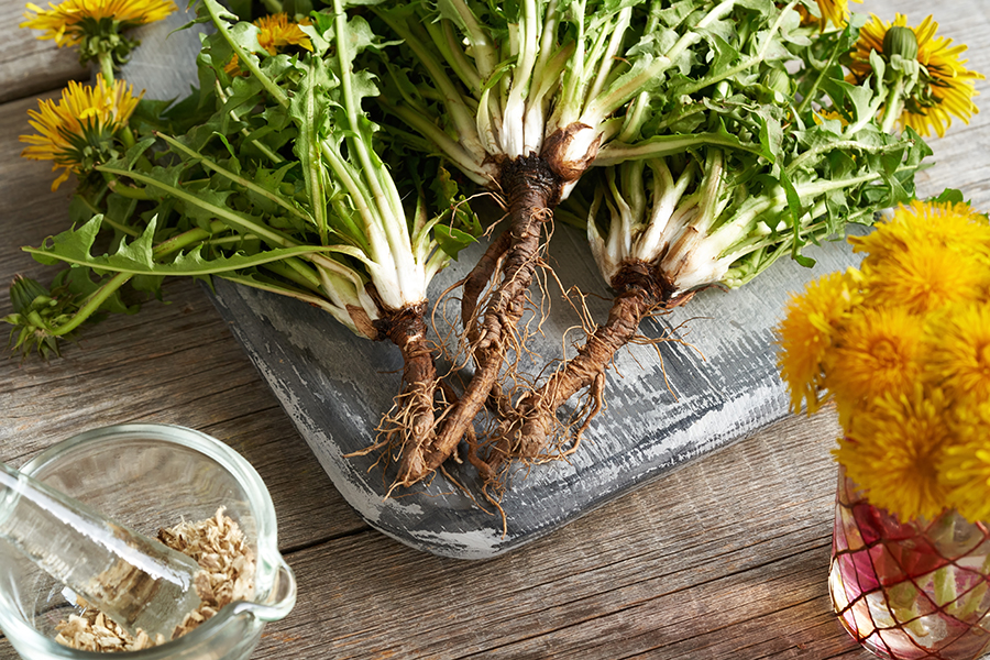 Fresh blooming dandelion plant with root on a table